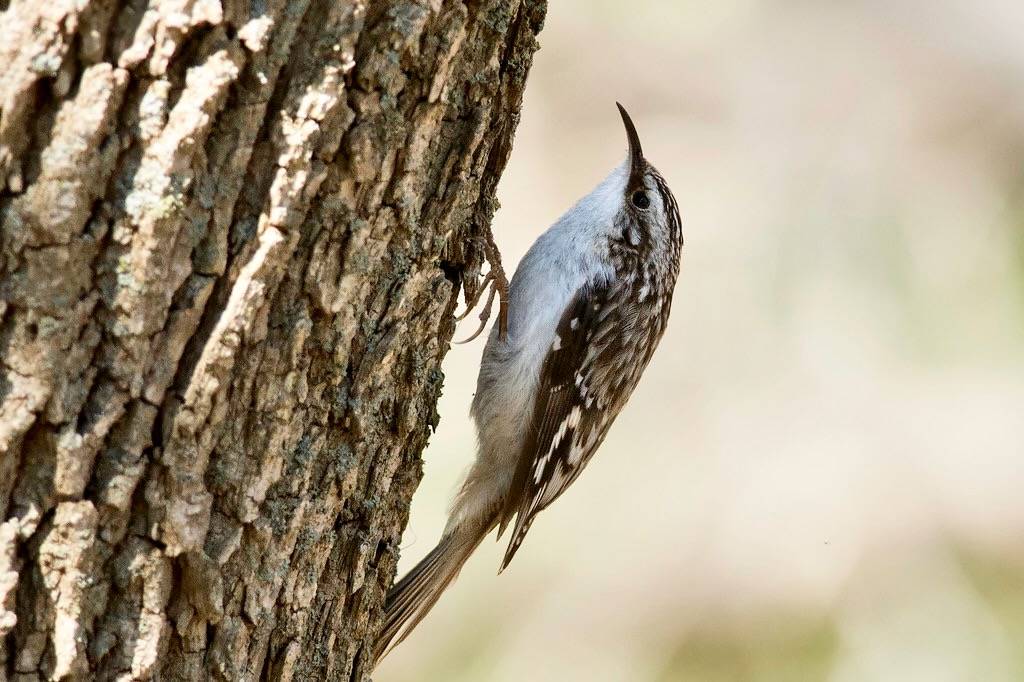 Brown Creeper by Kelly Colgan Azar is licensed under CC BY-ND 2.0.